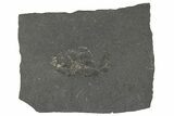 Pennsylvanian Phyllocarid (Concavicaris) Fossil - Iowa #262607-1